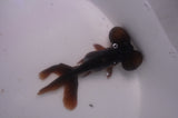Bubble Eye  Black 3.5 Inch (ID#304Be12c-93) Free2Day SHIPPING