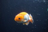 Juvenile Lionchu  Red White 3 Inch (ID#1227R11a-9) Free2Day SHIPPING