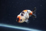 Juvenile Ranchu  Calico 3.5 Inch (ID#1220R9b-51) Free2Day SHIPPING