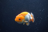 Juvenile Lionchu  Red White 3 Inch (ID#1227R11a-9) Free2Day SHIPPING