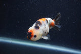 Juvenile Ranchu  Calico 3.5 Inch (ID#1220R9b-51) Free2Day SHIPPING