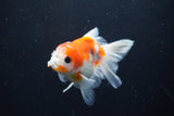 Thai Oranda  Sakura 3.5 Inch (ID#1004ToPTA-41) Free2Day SHIPPING