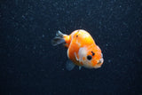 Baby Ranchu  Sakura 2.5 Inch (ID#1206R9c-47) Free2Day SHIPPING