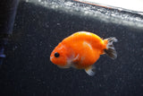 Baby Ranchu  Sakura 2.5 Inch (ID#1206R9c-47) Free2Day SHIPPING