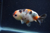 Juvenile Ranchu  Calico 3.5 Inch (ID#1220R9b-51) Free2Day SHIPPING