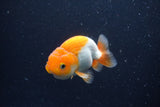 Juvenile Lionchu  Red White 3 Inch (ID#1227R11a-9) Free2Day SHIPPING