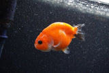 Baby Ranchu  Sakura 2.5 Inch (ID#1206R9c-47) Free2Day SHIPPING