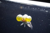 Bubble Eye  Calico 4 Inch (ID#304Be12c-94) Free2Day SHIPPING