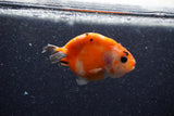 Baby Ranchu  Sakura 2.5 Inch (ID#1206R9c-47) Free2Day SHIPPING