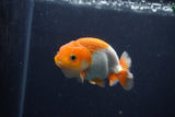 Juvenile Lionchu  Red White 3 Inch (ID#1227R11a-9) Free2Day SHIPPING