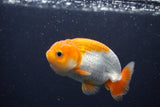 Juvenile Lionchu  Red White 3 Inch (ID#1227R11a-9) Free2Day SHIPPING