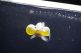 Bubble Eye  Calico 4 Inch (ID#304Be12c-94) Free2Day SHIPPING