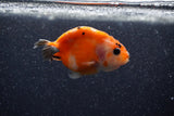 Baby Ranchu  Sakura 2.5 Inch (ID#1206R9c-47) Free2Day SHIPPING