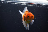 Thai Oranda  Calico 3.5 Inch (ID#1008ToPTA-32) Free2Day SHIPPING