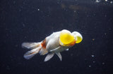 Bubble Eye  Calico 4 Inch (ID#304Be12c-94) Free2Day SHIPPING
