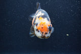 Milk Cow Ranchu  Calico 5 Inch (ID#401R10c-93) Free2Day SHIPPING