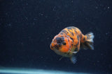 Juvenile Ranchu  Tiger Calico 3.5 Inch (ID#1220R9b-52) Free2Day SHIPPING