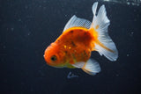 Thai Oranda  Calico 3.5 Inch (ID#1008ToPTA-32) Free2Day SHIPPING