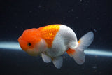 Juvenile Lionchu  Red White 3.5 Inch (ID#1227R11a-10) Free2Day SHIPPING