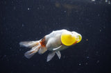 Bubble Eye  Calico 4 Inch (ID#304Be12c-94) Free2Day SHIPPING