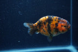 Juvenile Ranchu  Tiger Calico 3.5 Inch (ID#1220R9b-52) Free2Day SHIPPING