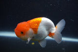 Juvenile Lionchu  Red White 3.5 Inch (ID#1227R11a-10) Free2Day SHIPPING