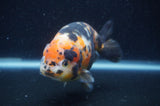 Milk Cow Ranchu  Calico 5 Inch (ID#401R10c-93) Free2Day SHIPPING