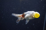 Bubble Eye  Calico 4 Inch (ID#304Be12c-94) Free2Day SHIPPING