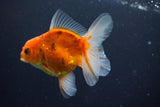 Thai Oranda  Calico 3.5 Inch (ID#1008ToPTA-32) Free2Day SHIPPING