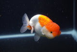 Juvenile Lionchu  Red White 3.5 Inch (ID#1227R11a-10) Free2Day SHIPPING