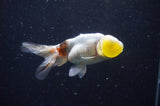 Bubble Eye  Calico 4 Inch (ID#304Be12c-94) Free2Day SHIPPING