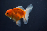 Thai Oranda  Calico 3.5 Inch (ID#1008ToPTA-32) Free2Day SHIPPING