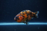 Juvenile Ranchu  Tiger Calico 3.5 Inch (ID#1220R9b-52) Free2Day SHIPPING