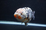 Jumbo Ranchu  Kirin 5 Inch (ID#1227R14a-110)