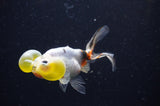Bubble Eye  Calico 4 Inch (ID#304Be12c-94) Free2Day SHIPPING