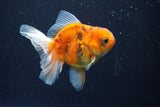 Thai Oranda  Calico 3.5 Inch (ID#1008ToPTA-32) Free2Day SHIPPING