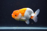 Juvenile Lionchu  Red White 3.5 Inch (ID#1227R11a-10) Free2Day SHIPPING