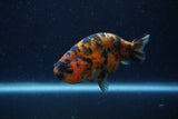 Juvenile Ranchu  Tiger Calico 3.5 Inch (ID#1220R9b-52) Free2Day SHIPPING