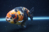 Milk Cow Ranchu  Calico 5 Inch (ID#401R10c-93) Free2Day SHIPPING