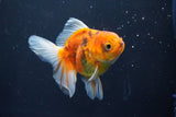 Thai Oranda  Calico 3.5 Inch (ID#1008ToPTA-32) Free2Day SHIPPING