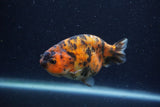 Juvenile Ranchu  Tiger Calico 3.5 Inch (ID#1220R9b-52) Free2Day SHIPPING