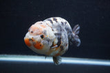 Jumbo Ranchu  Kirin 5 Inch (ID#1227R14a-110)