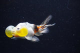 Bubble Eye  Calico 4 Inch (ID#304Be12c-94) Free2Day SHIPPING