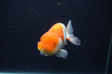 Juvenile Lionchu  Red White 3.5 Inch (ID#1227R11a-10) Free2Day SHIPPING