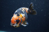 Milk Cow Ranchu  Calico 5 Inch (ID#401R10c-93) Free2Day SHIPPING