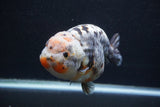 Jumbo Ranchu  Kirin 5 Inch (ID#1227R14a-110)