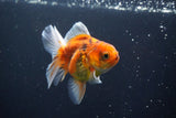 Thai Oranda  Calico 3.5 Inch (ID#1008ToPTA-32) Free2Day SHIPPING