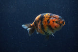 Juvenile Ranchu  Tiger Calico 3.5 Inch (ID#1220R9b-52) Free2Day SHIPPING