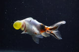 Bubble Eye  Calico 4 Inch (ID#304Be12c-94) Free2Day SHIPPING