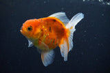 Thai Oranda  Calico 3.5 Inch (ID#1008ToPTA-32) Free2Day SHIPPING